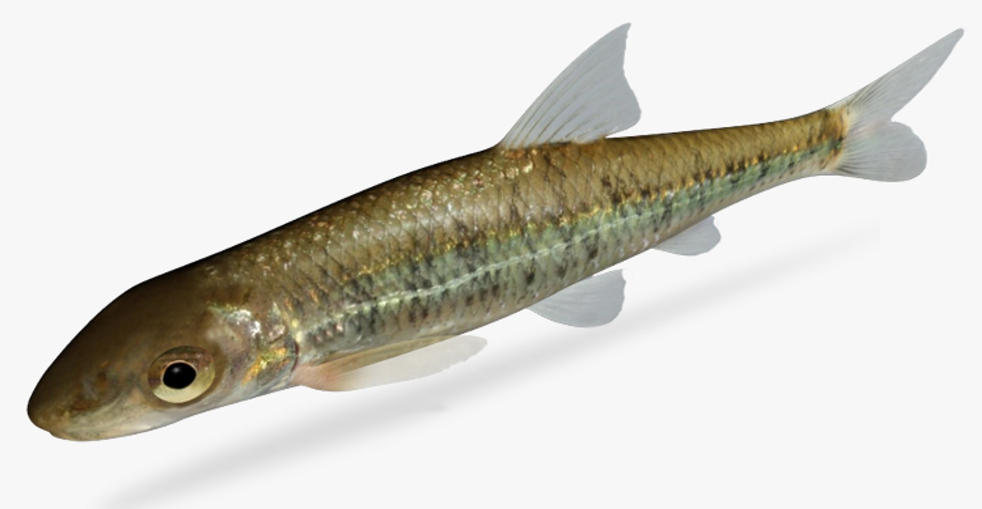 Erimystax X-punctatus Gravel Chub 3d Model