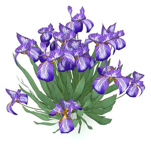 iris germanica german flowers 3d max