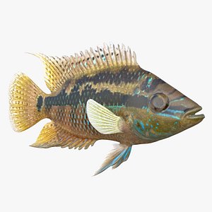Trichromis Salvini Cichlid Fish