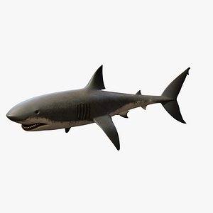 Great White Shark - Rigged Animated PBR