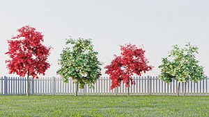 3D acer palmatum model