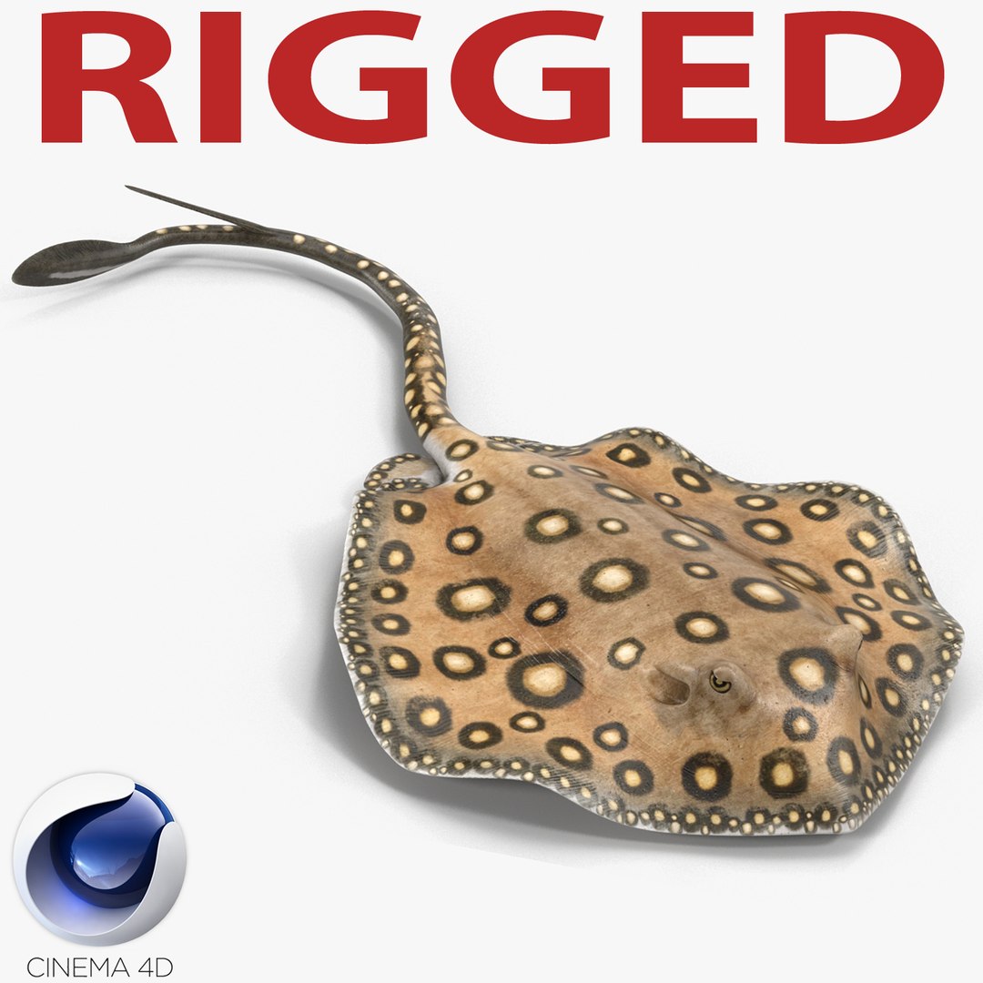 River Stingray Rigged for Cinema 4D 3D model preview