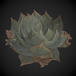 Live Forever Succulent 3D model