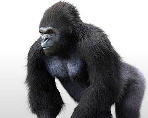 Gorilla Rigged Hair Fur
