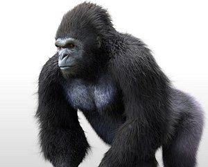 Gorilla Rigged Hair Fur