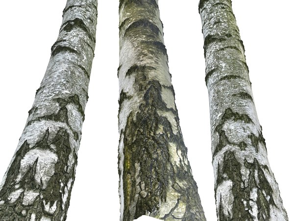 3D birch-tree bark 16k ultra model