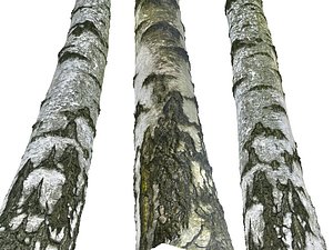 Birch-Tree Bark 16K Ultra HD
