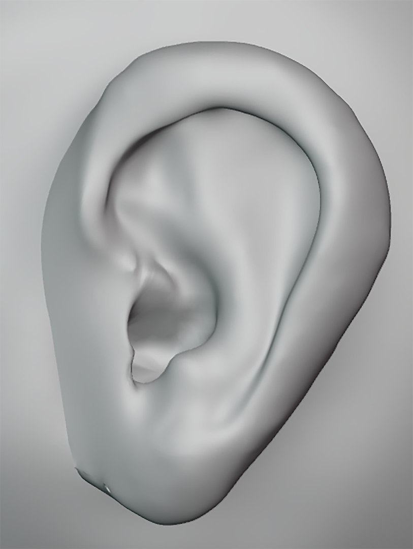 Blender 3D Detailed Ears Right And Left - TurboSquid 2382601