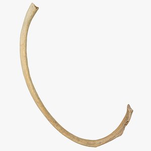costae spurie false rib 3D model