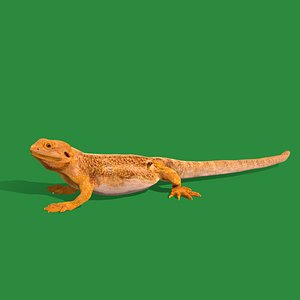 Inland Bearded Dragon Lizard 3D
