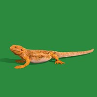 Inland Bearded Dragon Lizard