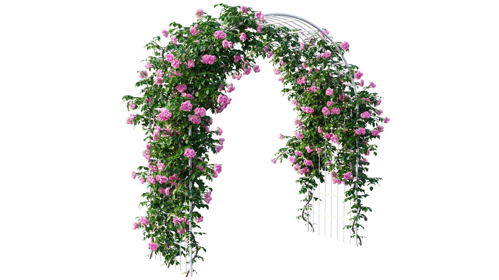 Conjunto de plantas de rosa 43 Modelo 3D - TurboSquid 1662156