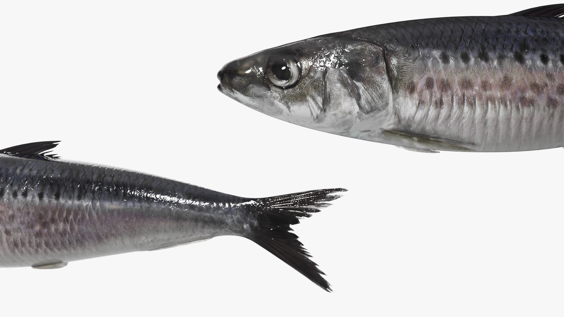 Sardine School Swimming Animated Rigged For Blender model https://p.turbosquid.com/ts-thumb/o0/X8IOkd/C7/sardine_school_swimming_animated_rigged_for_blender_008/jpg/1789073415/1920x1080/fit_q87/ce6c7d374ae015fb2e3442ac691f1ef37a5ae410/sardine_school_swimming_animated_rigged_for_blender_008.jpg