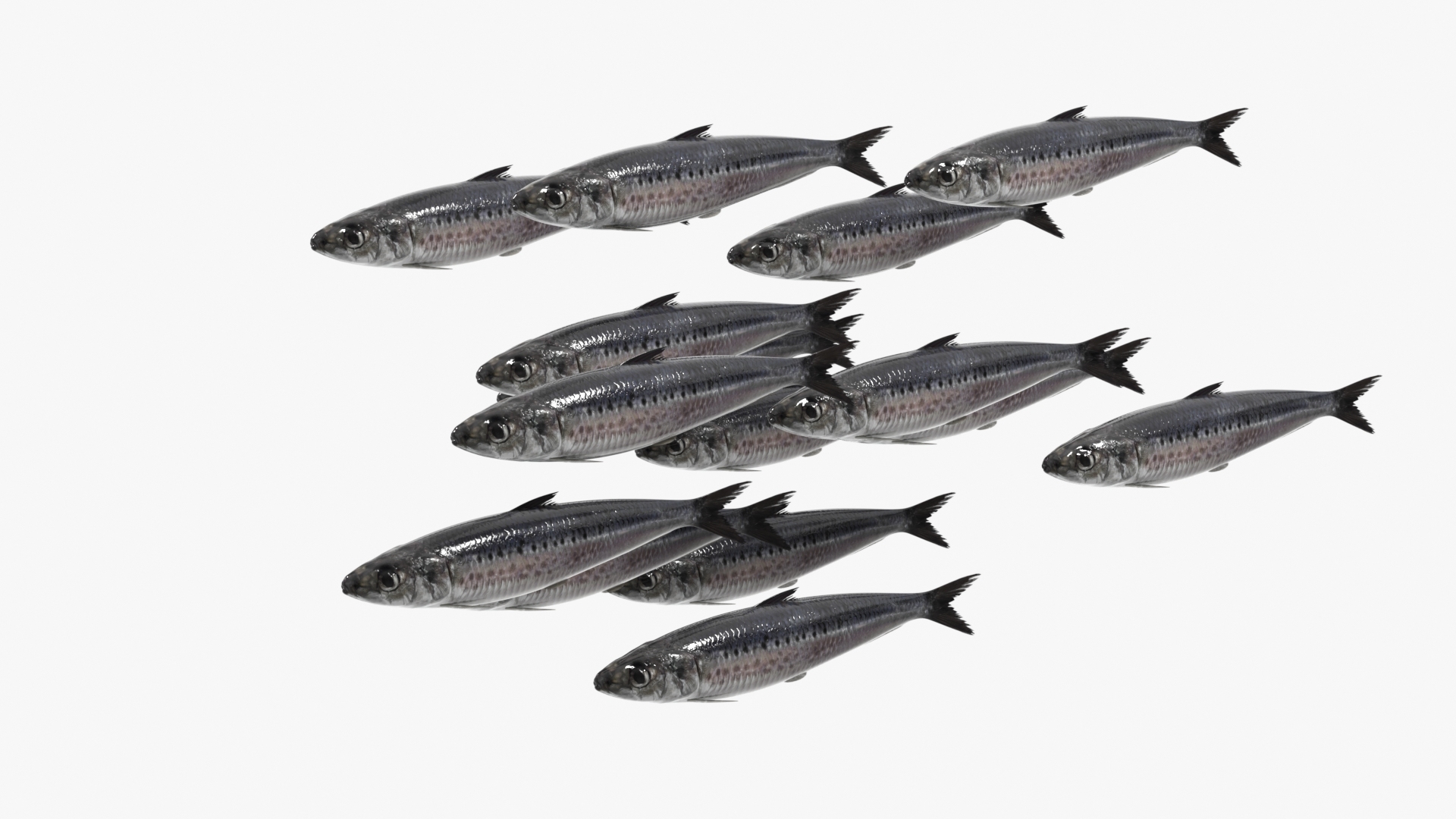 Sardine School Swimming Animated Rigged For Blender model https://p.turbosquid.com/ts-thumb/o0/X8IOkd/Vx/sardine_school_swimming_animated_rigged_for_blender_360/jpg/1789073260/1920x1080/turn_fit_q99/e91aaae34c195ac1911b5ffc7f3530246f66a4c6/sardine_school_swimming_animated_rigged_for_blender_360-1.jpg