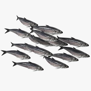 Sardine School Swimming Animated Rigged For Blender model