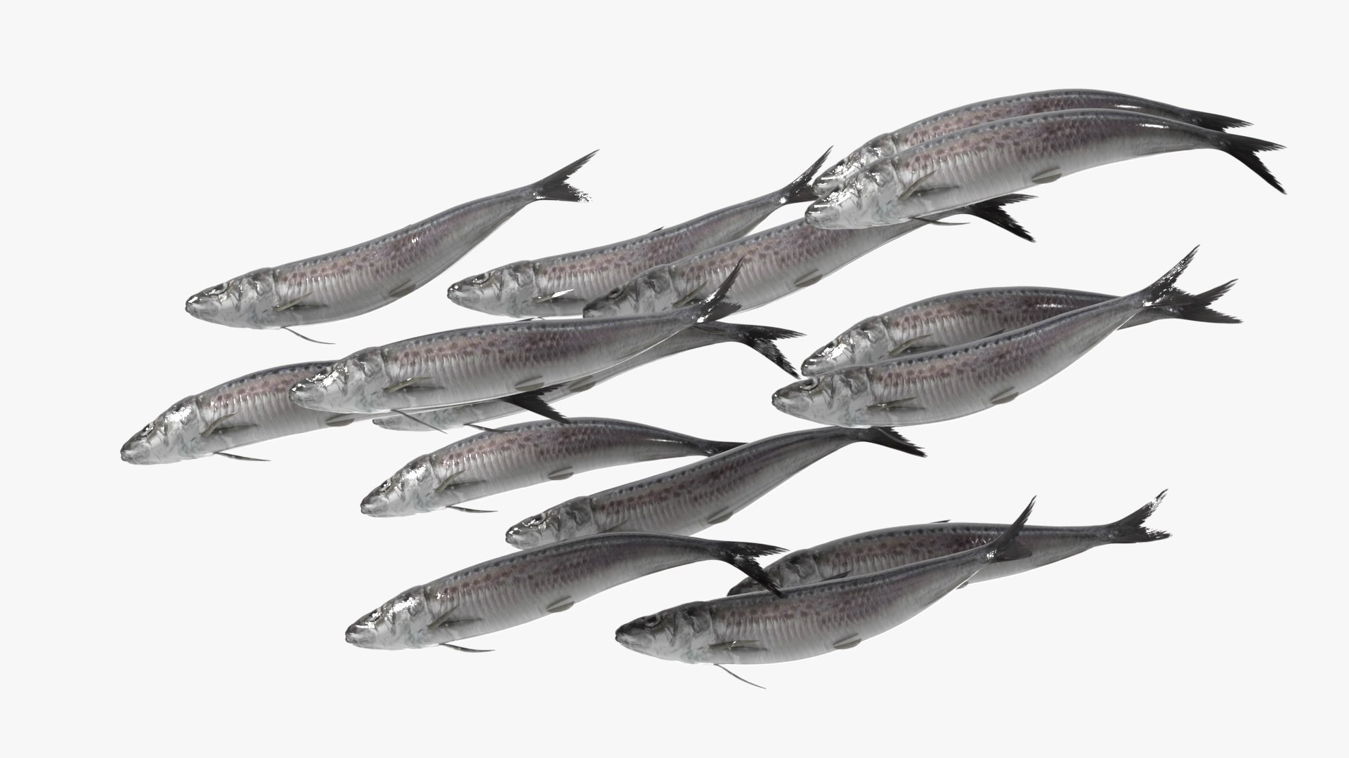 Sardine School Swimming Animated Rigged For Blender model https://p.turbosquid.com/ts-thumb/o0/X8IOkd/xR/sardine_school_swimming_animated_rigged_for_blender_006/jpg/1789073408/1920x1080/fit_q87/69507f387d968c53645348e6f5fa252289b8ff6c/sardine_school_swimming_animated_rigged_for_blender_006.jpg