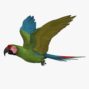 ara militaris macaw parrot 3d obj