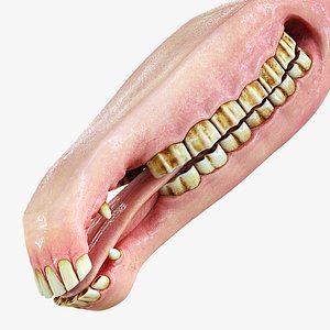 3D horse mouth model