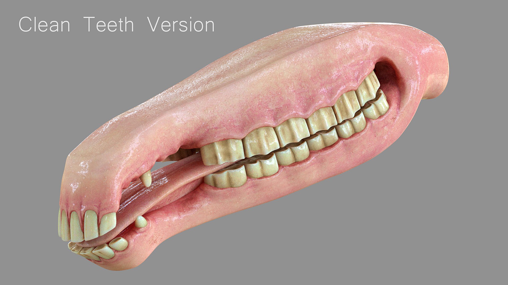 3D Horse Mouth Model TurboSquid 1584010