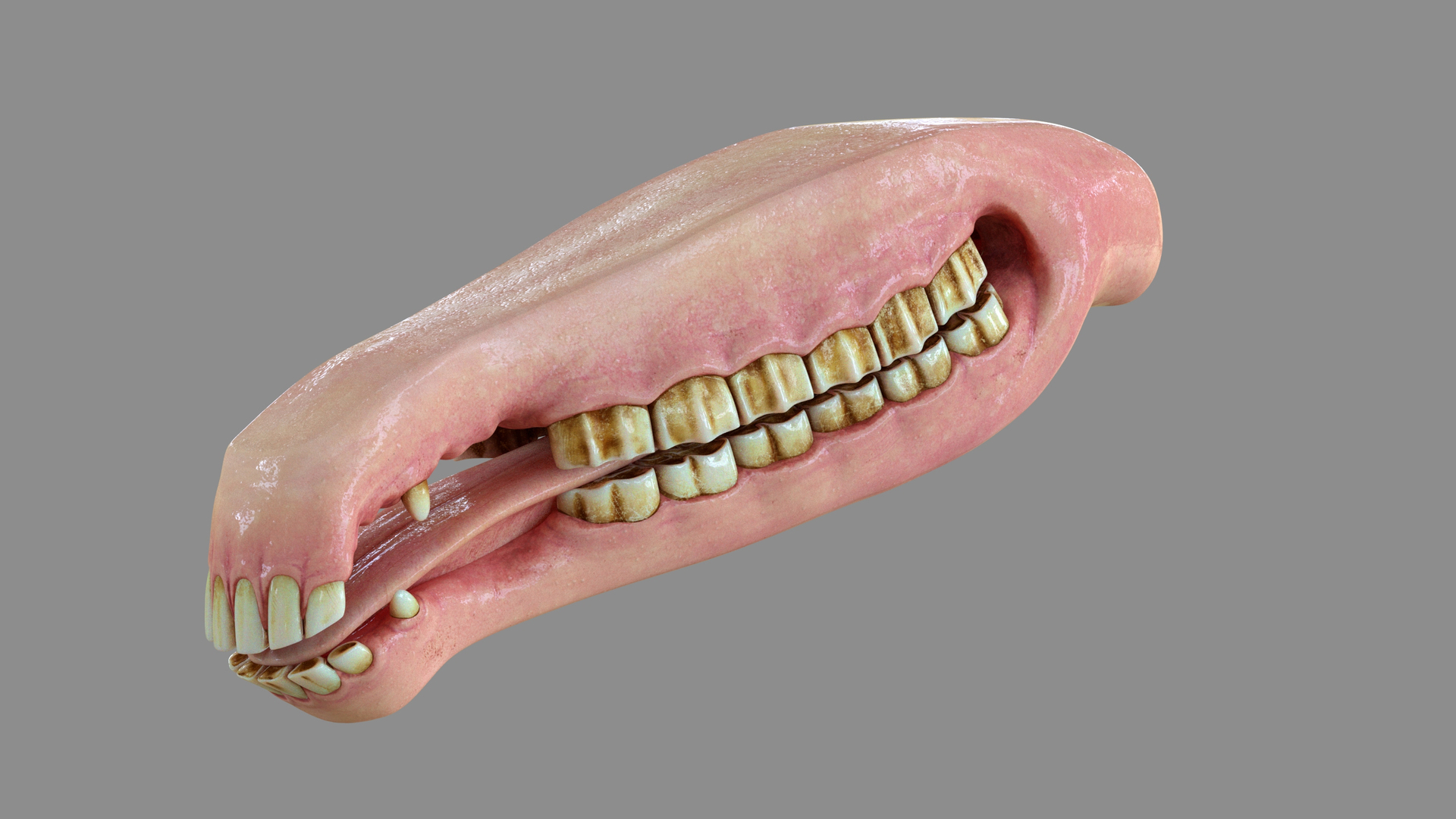 3D Horse Mouth Model TurboSquid 1584010