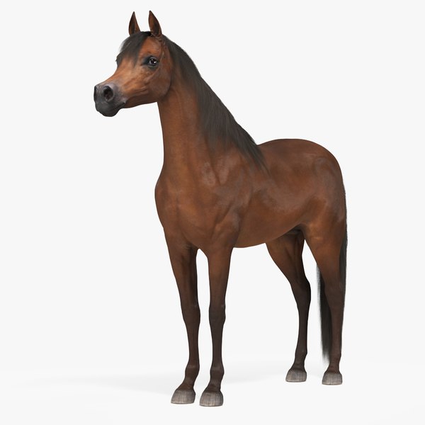 Arabian Horse Brown Fur 3D