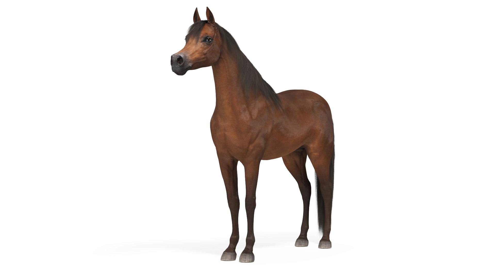 Arabian Horse Brown Fur 3D model preview