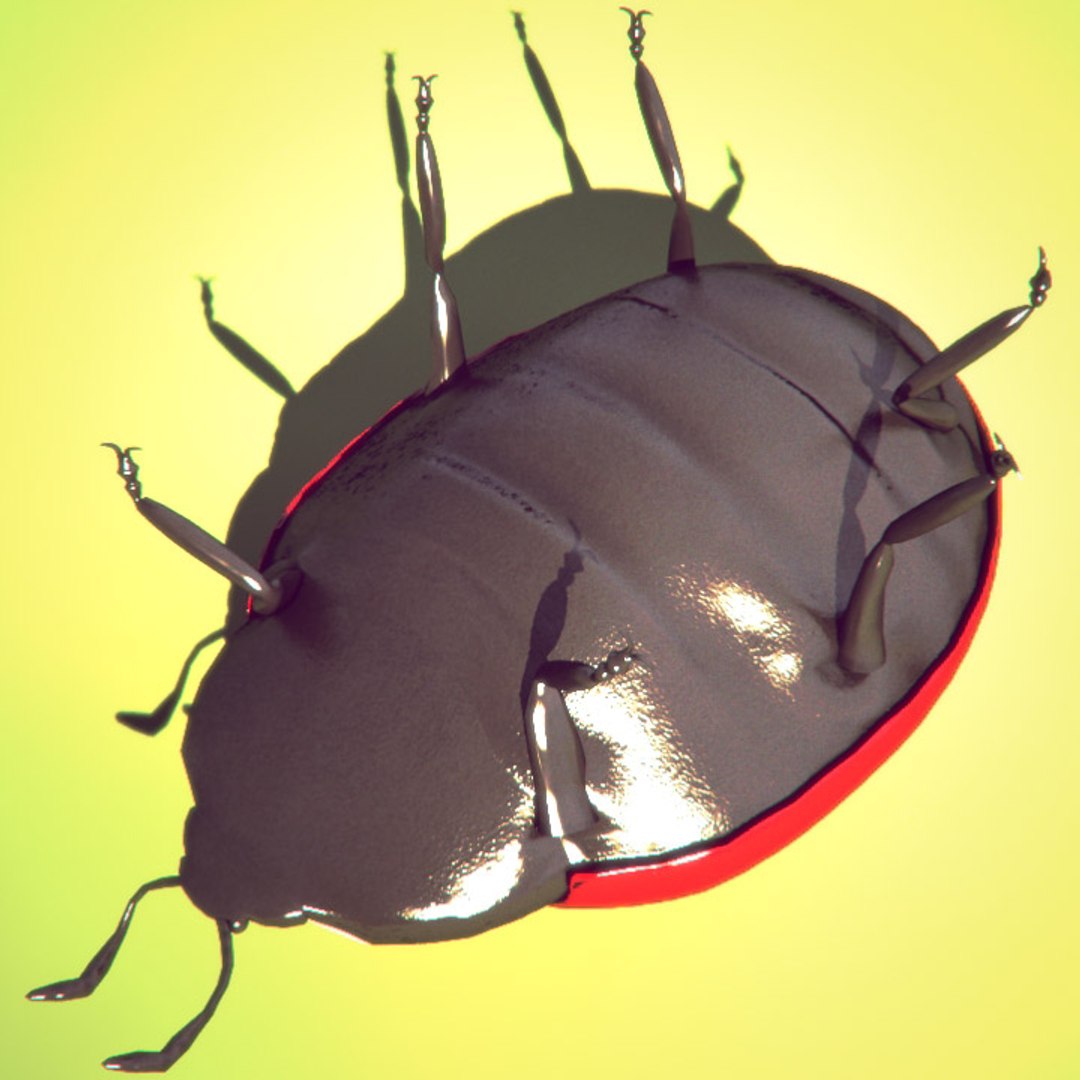 3d Ladybug Rigged Model
