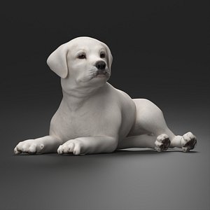 White Labrador Retriever Puppy Lying Down 3D model