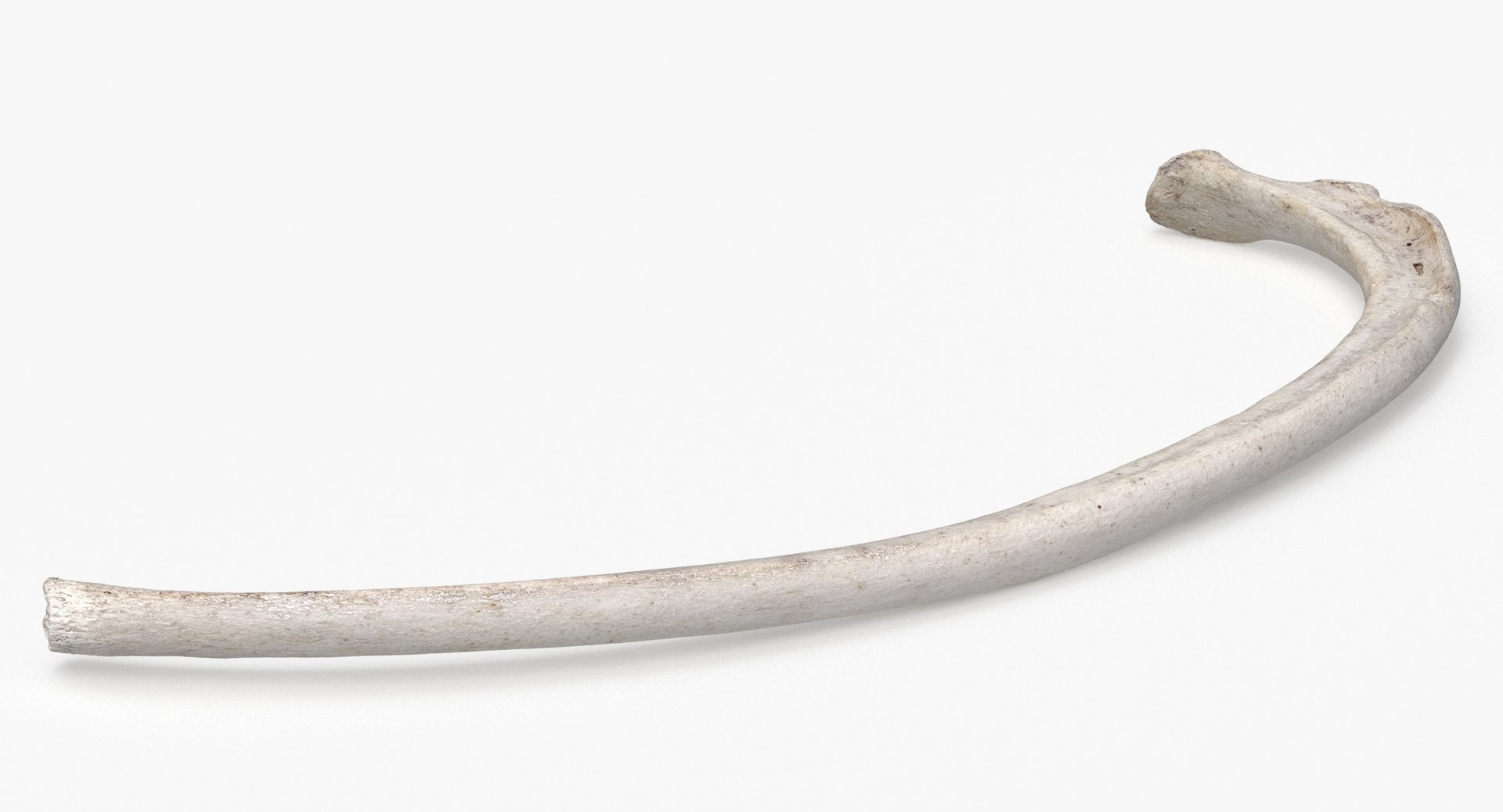 3D Bear Ursus Rib T6 Model - TurboSquid 2163643