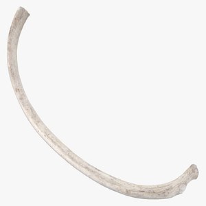 3D Bear Ursus Rib T6 model