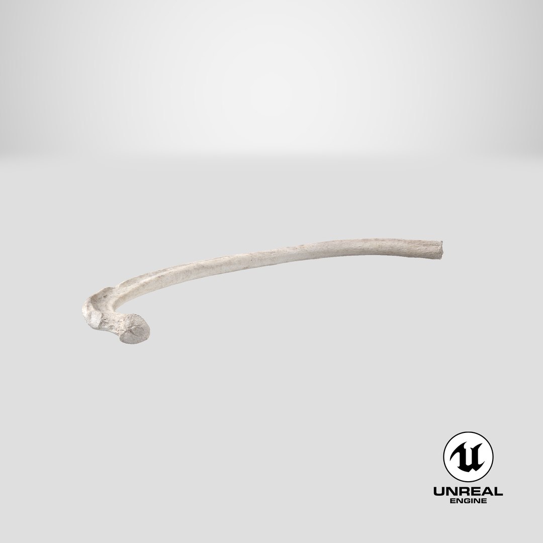 3D Bear Ursus Rib T6 Model - TurboSquid 2163643