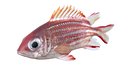 Redcoat fish
