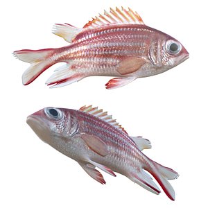 3D Redcoat fish