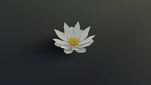 Water Lily