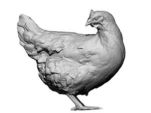 Real Chicken 08 - 3d scan