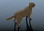 Dog rigged and animated