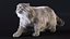 Pele de gato Pallas equipada