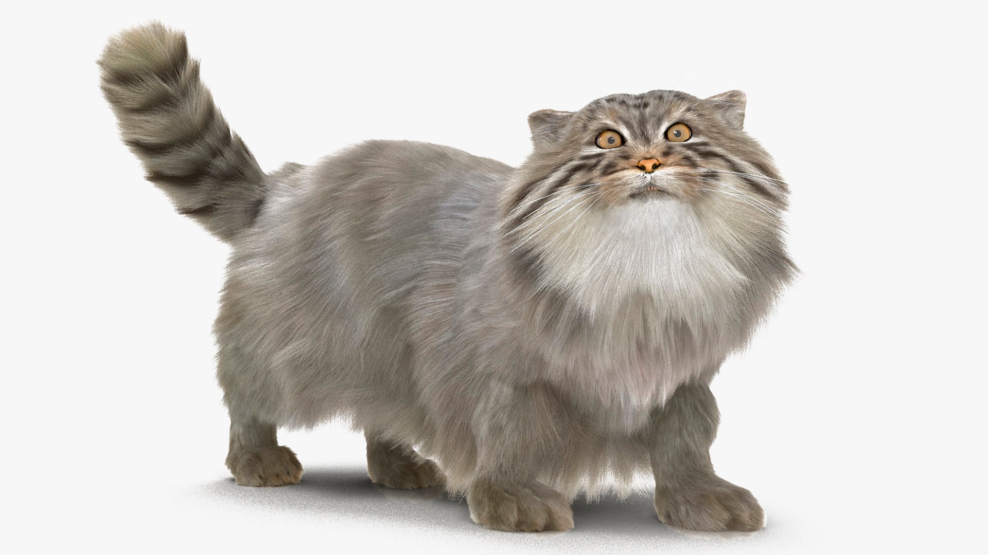 3D Pallas Cat Fur Rigged model https://p.turbosquid.com/ts-thumb/o1/NgPFid/Fk/pallascatfurriggedvray3dmodel016/jpg/1708534036/1920x1080/fit_q87/13035f2c2d8bcd09af49322008a74f10484c73aa/pallascatfurriggedvray3dmodel016.jpg