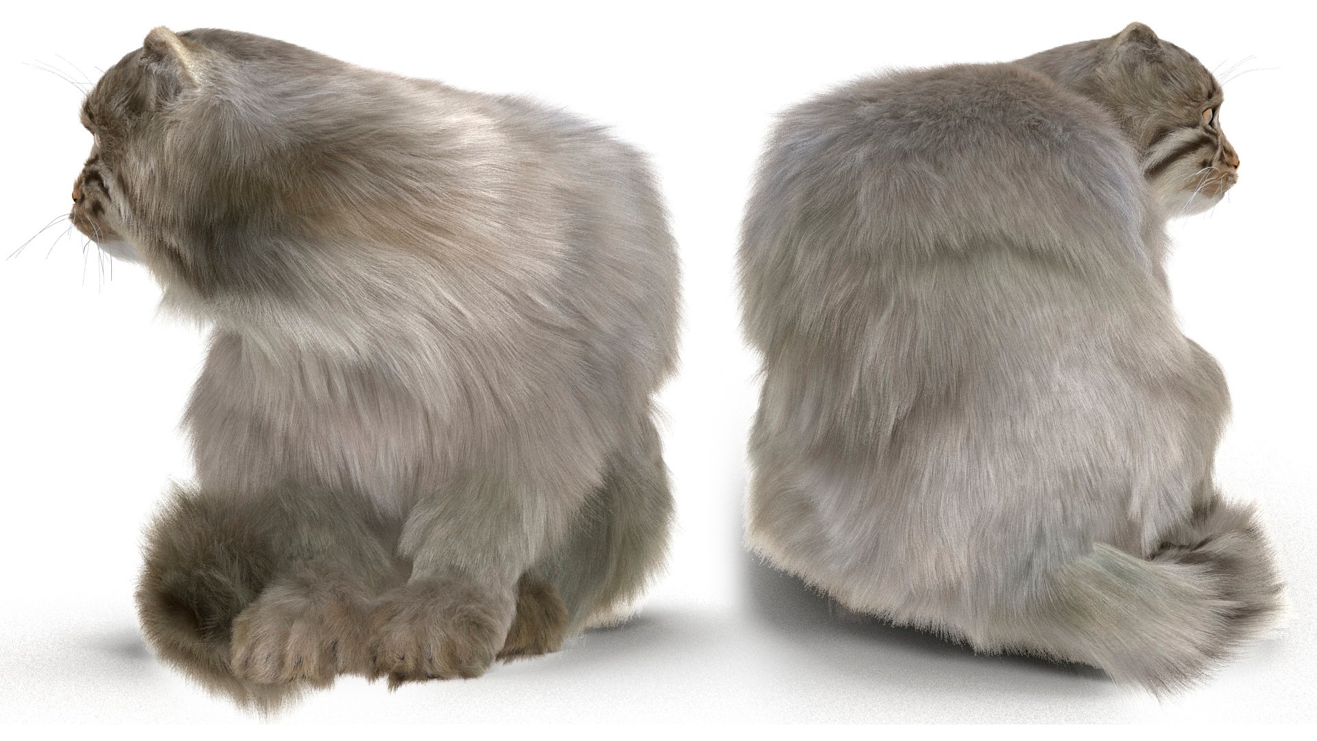 3D Pallas Cat Fur Rigged model https://p.turbosquid.com/ts-thumb/o1/NgPFid/Lr/pallascatfurriggedvray3dmodel017/jpg/1708534041/1920x1080/fit_q87/c04851d04bd71205625b91eed1f6131dd6bce61a/pallascatfurriggedvray3dmodel017.jpg