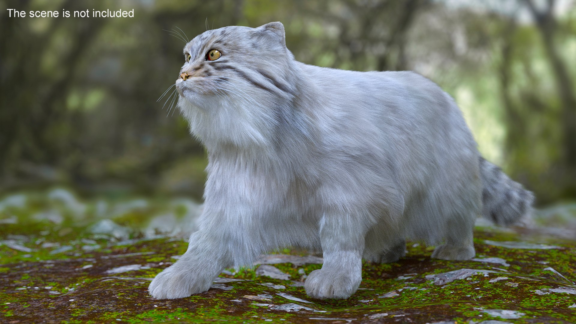 3D Pallas Cat Fur Rigged model https://p.turbosquid.com/ts-thumb/o1/NgPFid/Qm/pallascatfurriggedvray3dmodel006/jpg/1708533996/1920x1080/fit_q87/d7e0b868c76f2aad38a75d1bc873da9d7f16c440/pallascatfurriggedvray3dmodel006.jpg