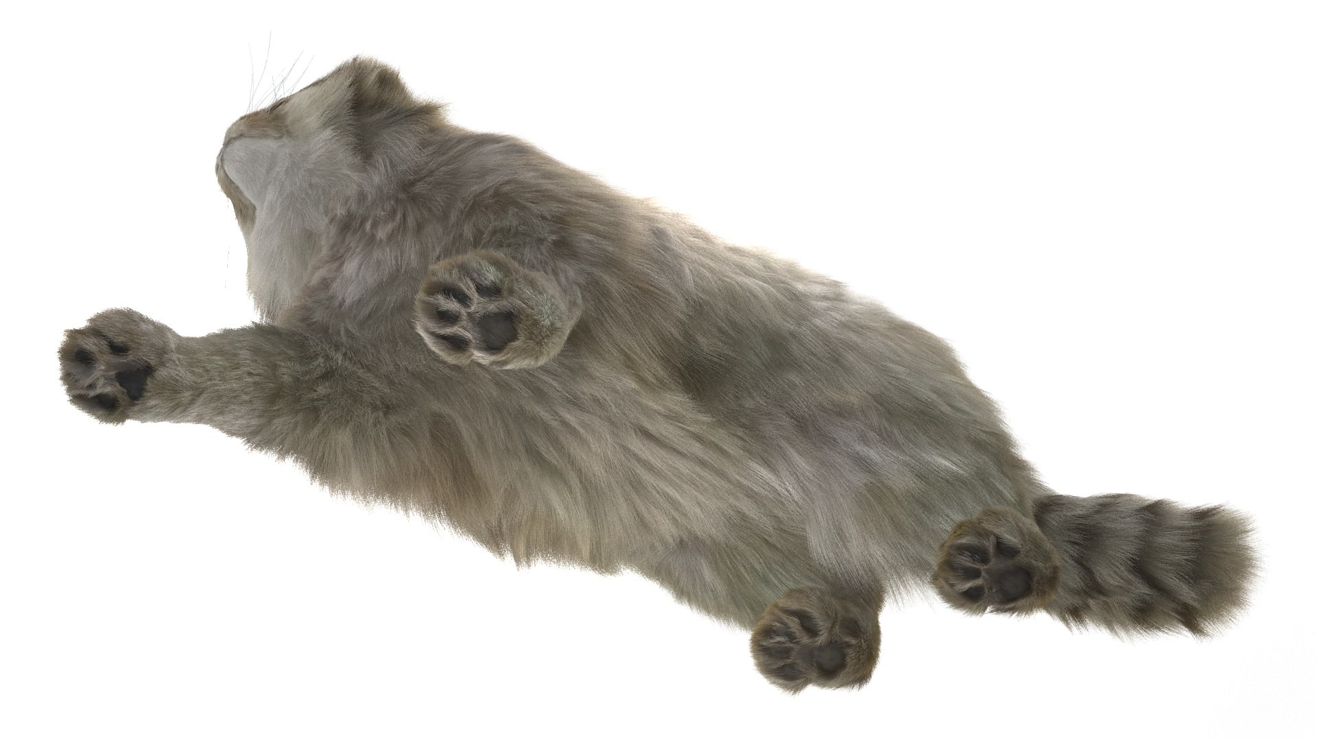 3D Pallas Cat Fur Rigged model https://p.turbosquid.com/ts-thumb/o1/NgPFid/SZ/pallascatfurriggedvray3dmodel018/jpg/1708534046/1920x1080/fit_q87/0a58de45e610a81835046b7d4814c654d663cd42/pallascatfurriggedvray3dmodel018.jpg