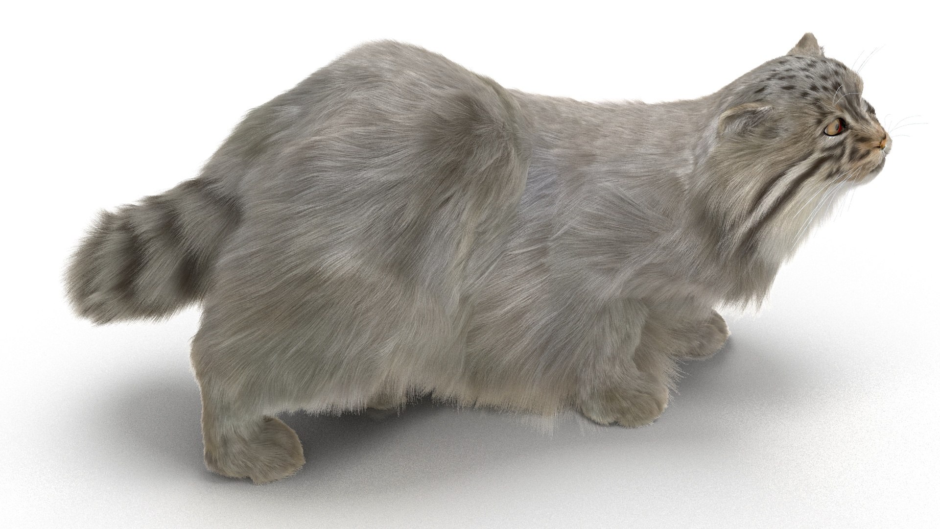3D Pallas Cat Fur Rigged model https://p.turbosquid.com/ts-thumb/o1/NgPFid/Sd/pallascatfurriggedvray3dmodel021/jpg/1708534059/1920x1080/fit_q87/6b12c8c1eca4d7de48f579c36fa5405238bf38b7/pallascatfurriggedvray3dmodel021.jpg