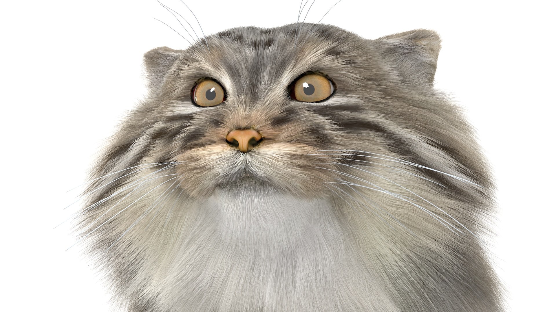 3D Pallas Cat Fur Rigged model https://p.turbosquid.com/ts-thumb/o1/NgPFid/a7/pallascatfurriggedvray3dmodel019/jpg/1708534050/1920x1080/fit_q87/35a7c523cee8d5b4bf57e718b52d632634a0d3fe/pallascatfurriggedvray3dmodel019.jpg