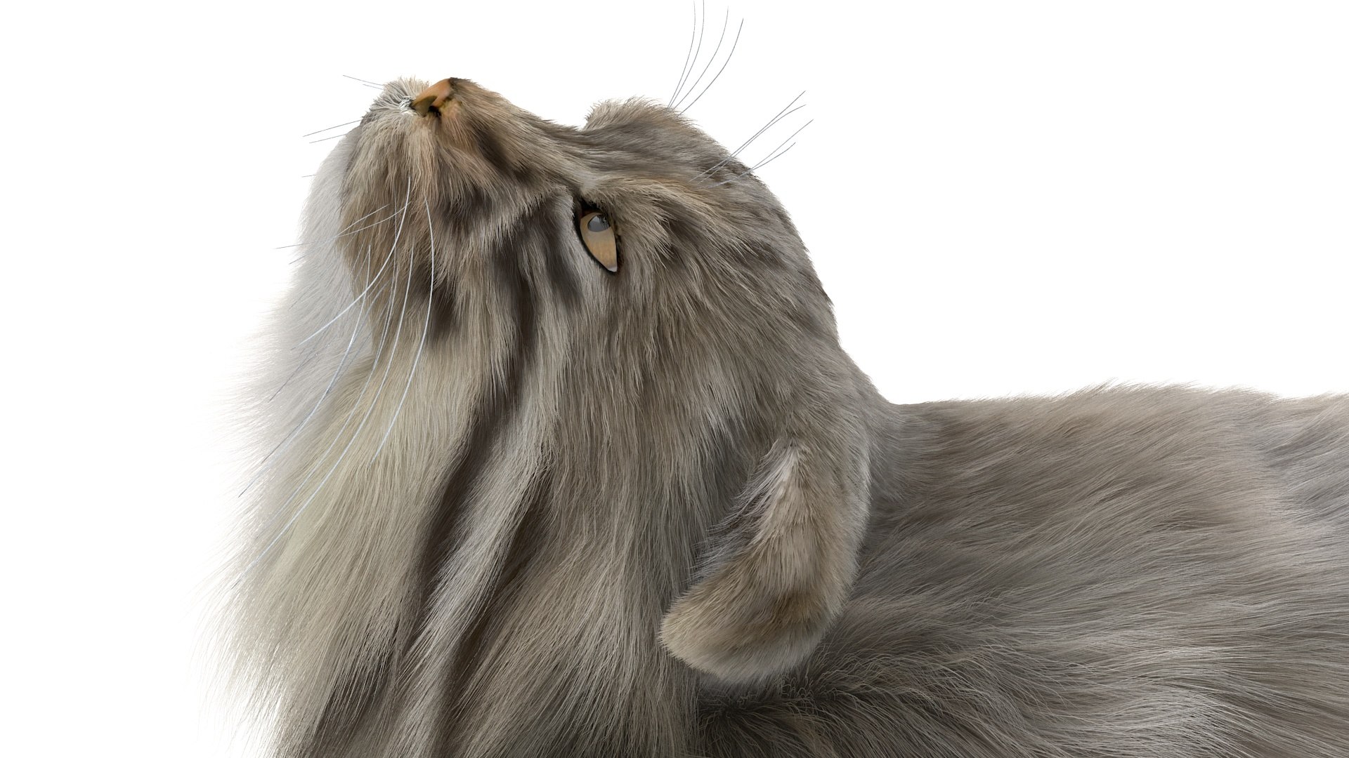 3D Pallas Cat Fur Rigged model https://p.turbosquid.com/ts-thumb/o1/NgPFid/i1/pallascatfurriggedvray3dmodel015/jpg/1708534031/1920x1080/fit_q87/88bff936d71098547c261855b006b7de49ff3b49/pallascatfurriggedvray3dmodel015.jpg