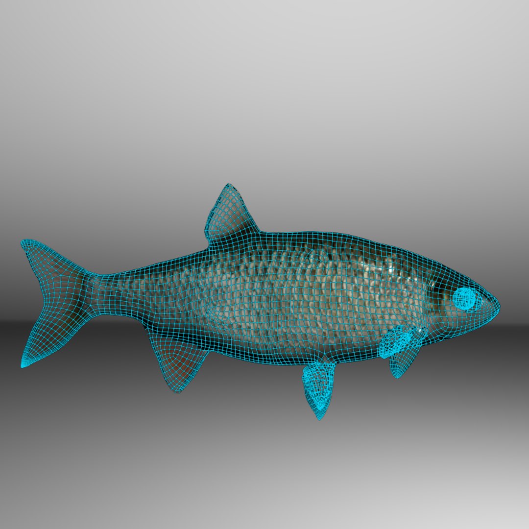 3d Fish Roach Model