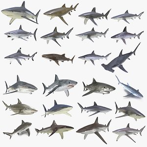 sharks rigged 9 3D