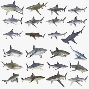 Sharks Rigged Collection 9 for Cinema 4D