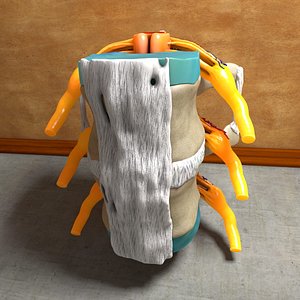 Part of the Human Spine