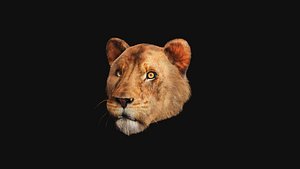 3D lioness head model