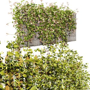 3D Realistic Honeysuckle Climbers
